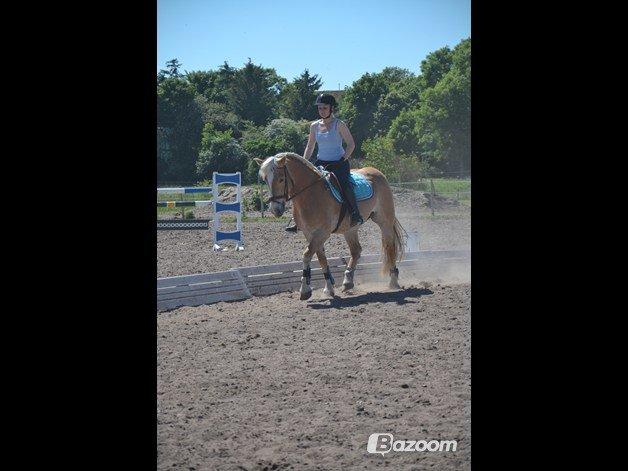 Haflinger Katinka - Søde dressurpony da! <3 billede 13