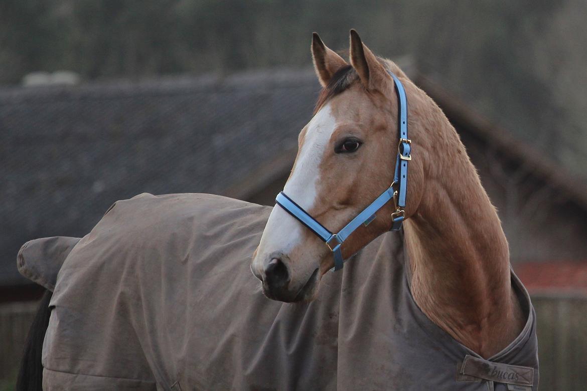 Polsk Varmblod Addiotant - Don billede 2