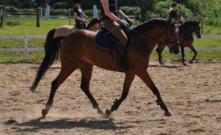 DSP Bohøjgårds Noki<3 - Sindbjerg 2012 <3 billede 1