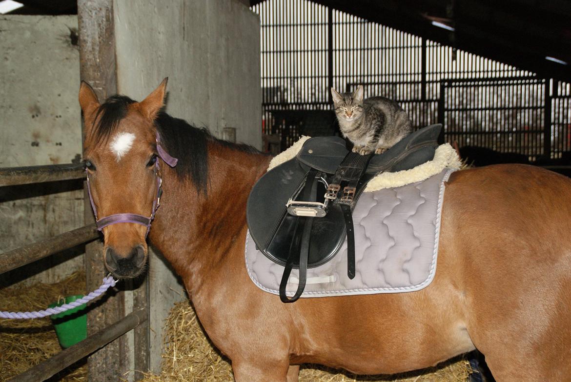 DSP Bohøjgårds Noki<3 billede 9