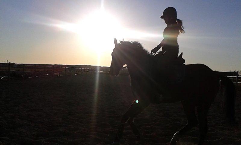 DSP Bohøjgårds Noki<3 billede 8