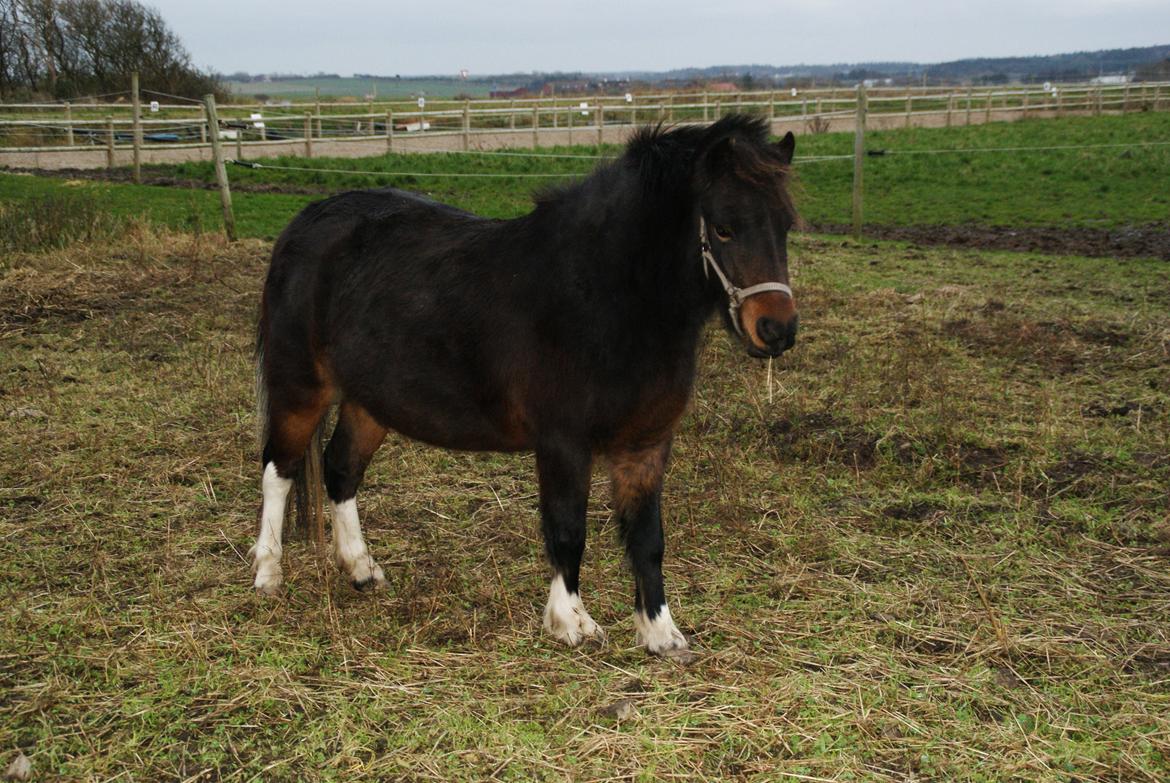 Anden særlig race Tøsen - Perfekte!<3 - haj<3 billede 1