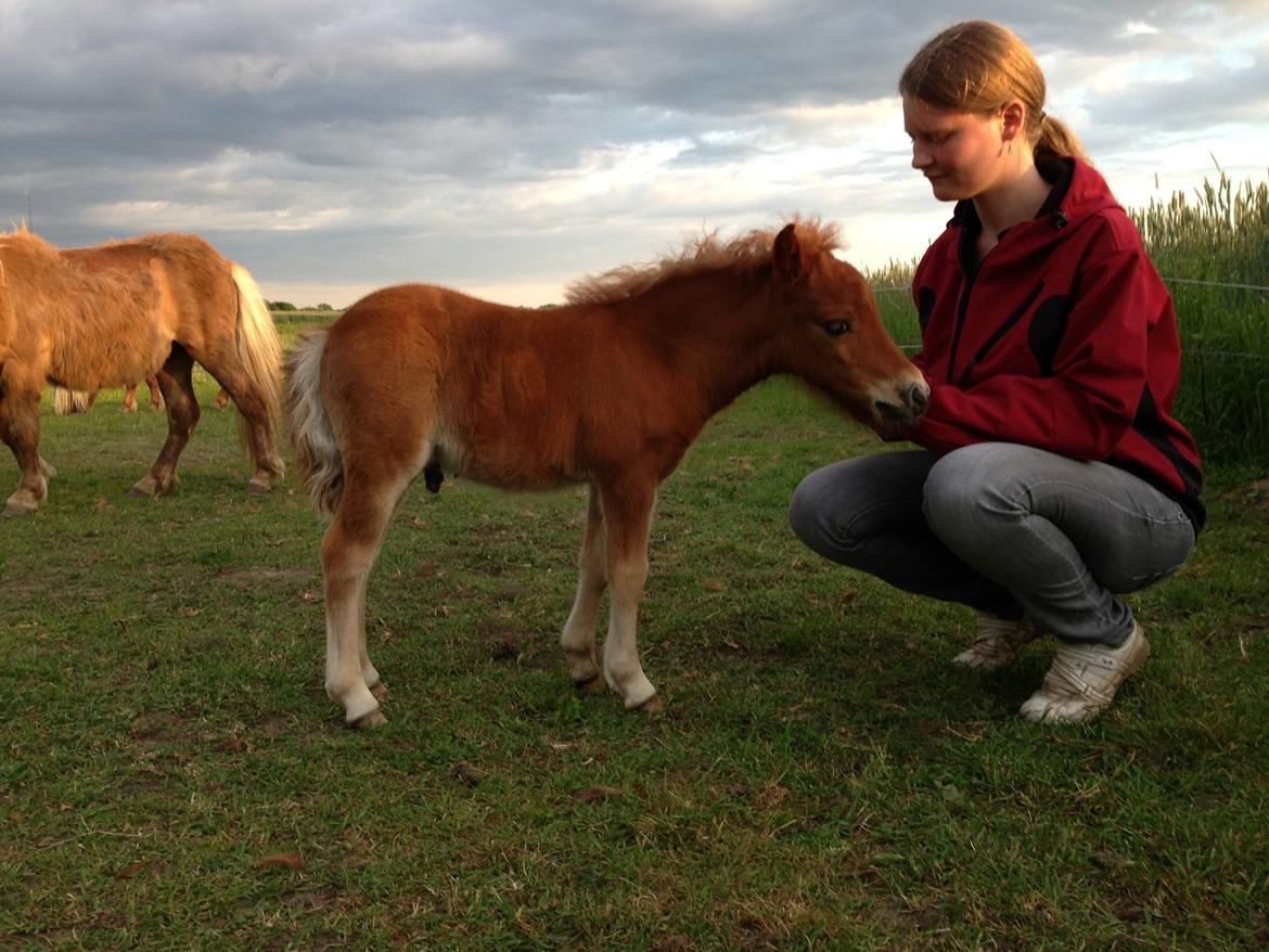Shetlænder Baks Sorrel billede 3