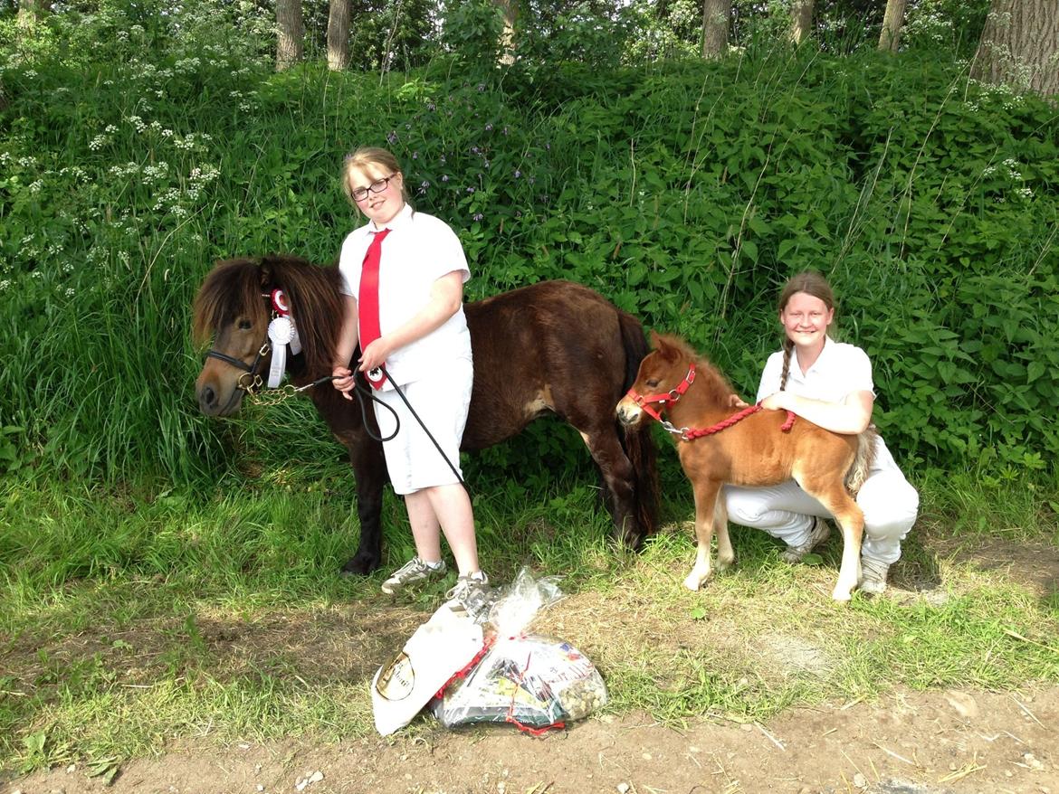Shetlænder Baks Sorrel billede 5