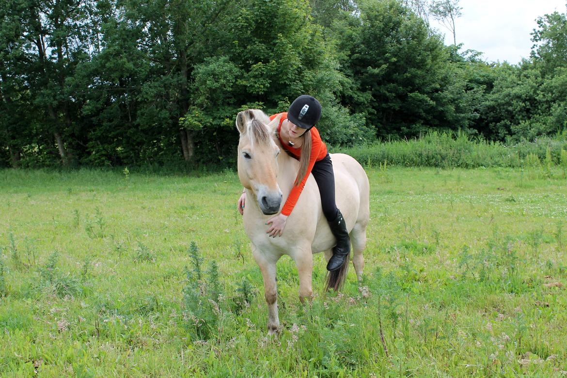 Fjordhest Prinsehesten Lukas My everything<3 - elsker min dejlige bamse<3 billede 1