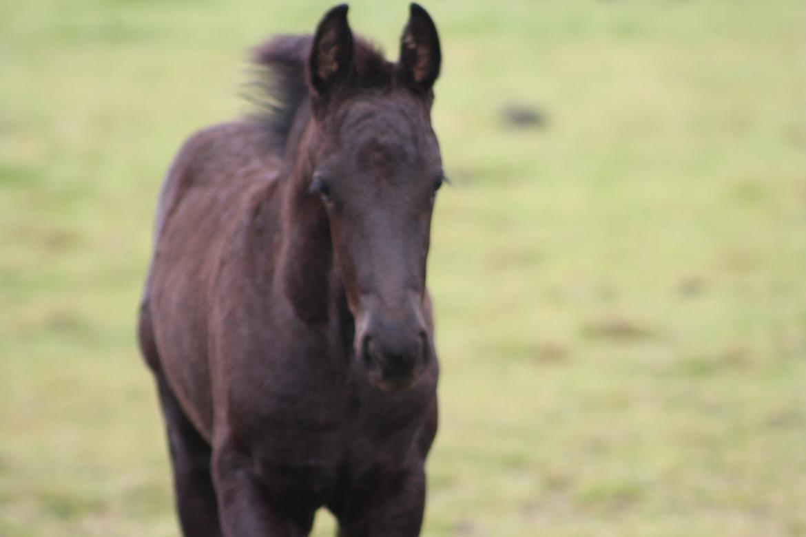 Frieser Baks Riccardo billede 1