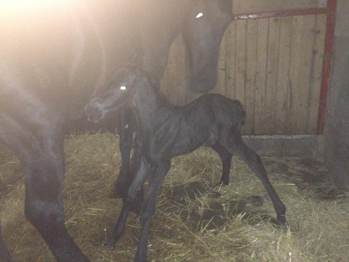 Frieser Baks Riccardo billede 2