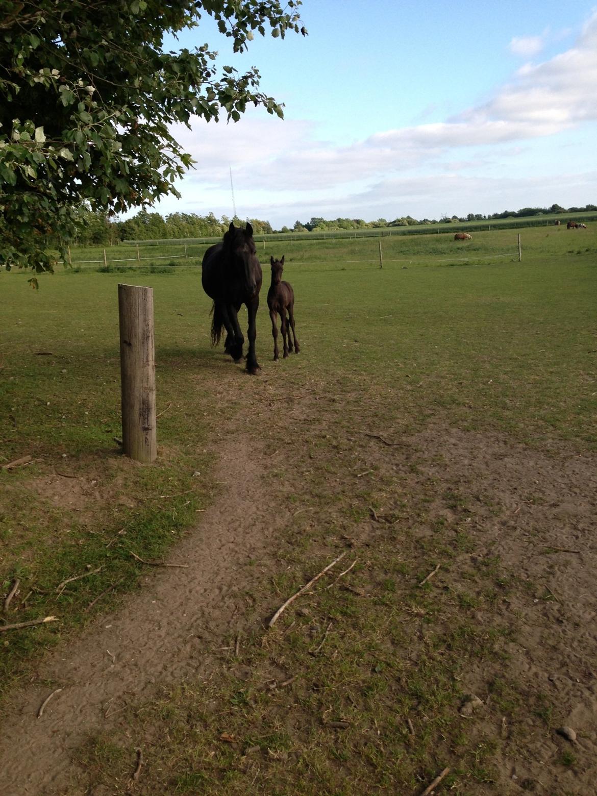 Frieser Baks Riccardo billede 3