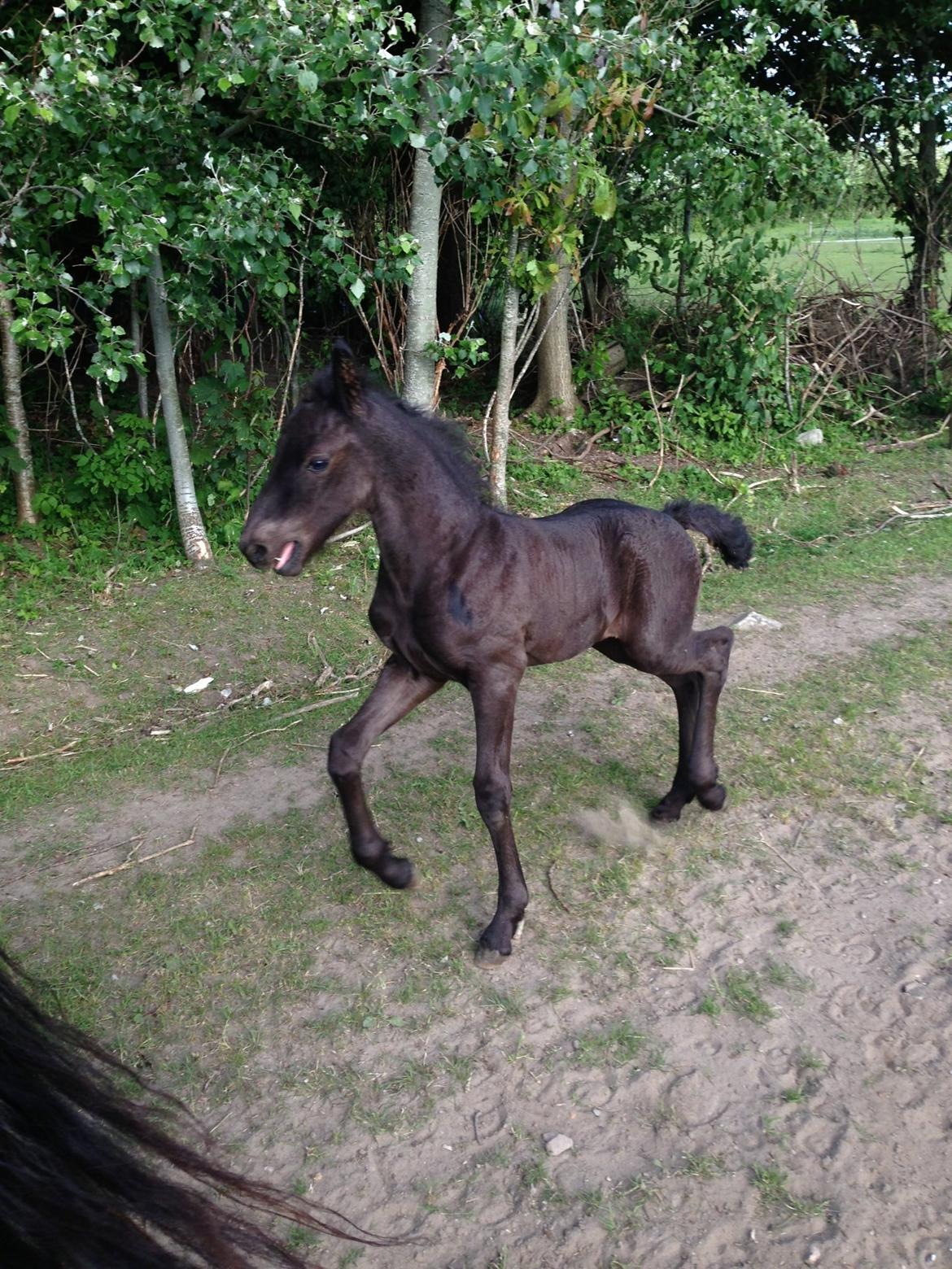 Frieser Baks Riccardo billede 4