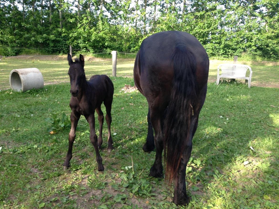 Frieser Baks Riccardo billede 5