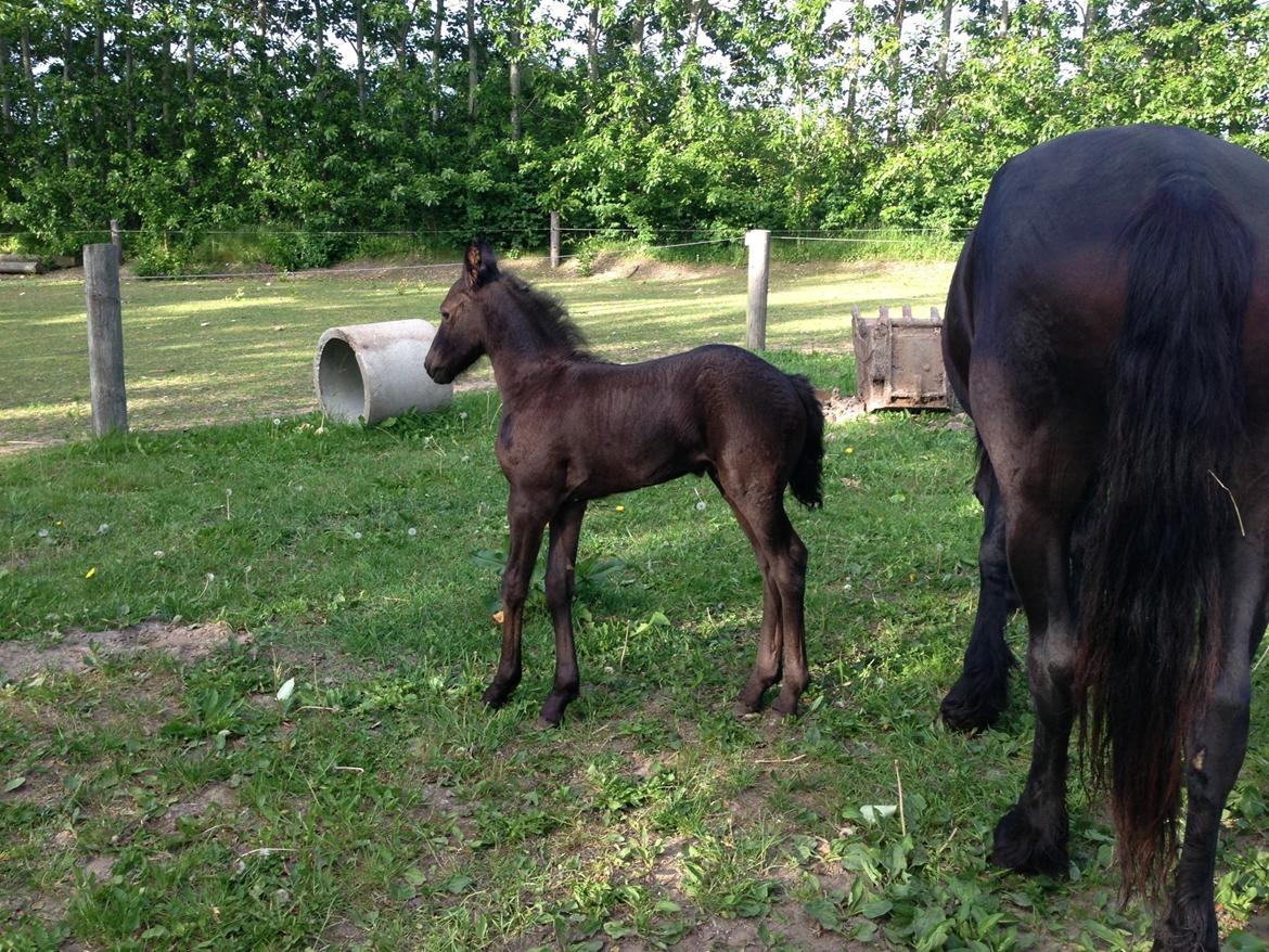 Frieser Baks Riccardo billede 6