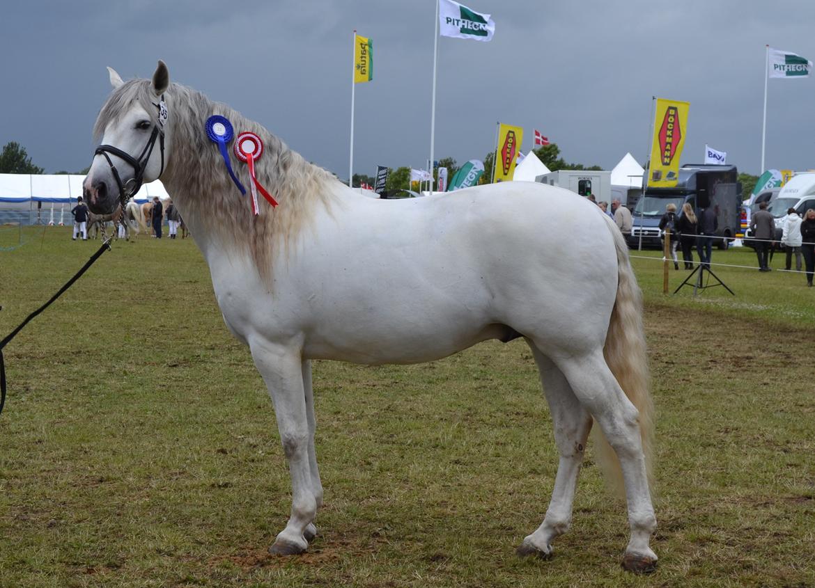 Pura Raza Española Albatros Z - det fynske dyreskue 2013 billede 20