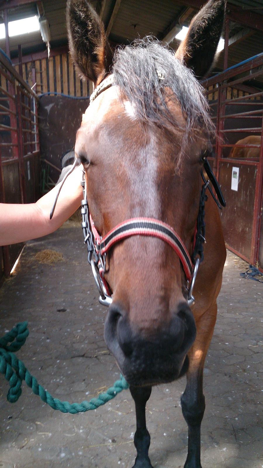 Fuldblod (XX) Our Diesi billede 1