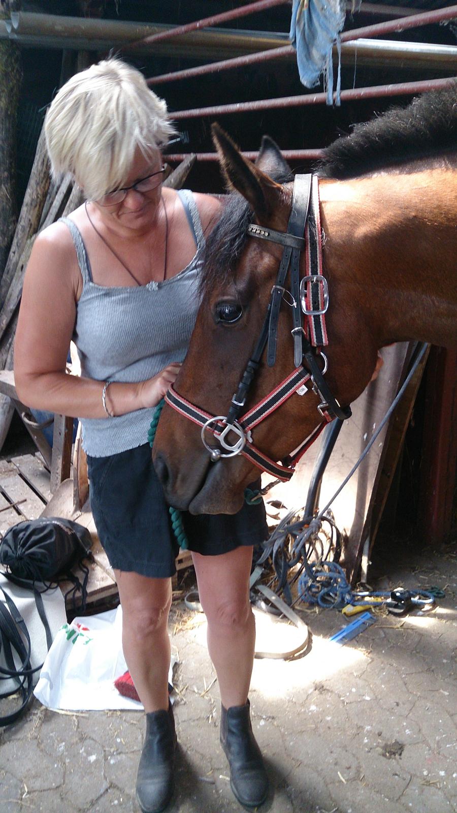 Fuldblod (XX) Our Diesi - første gang med hovedtøj billede 2