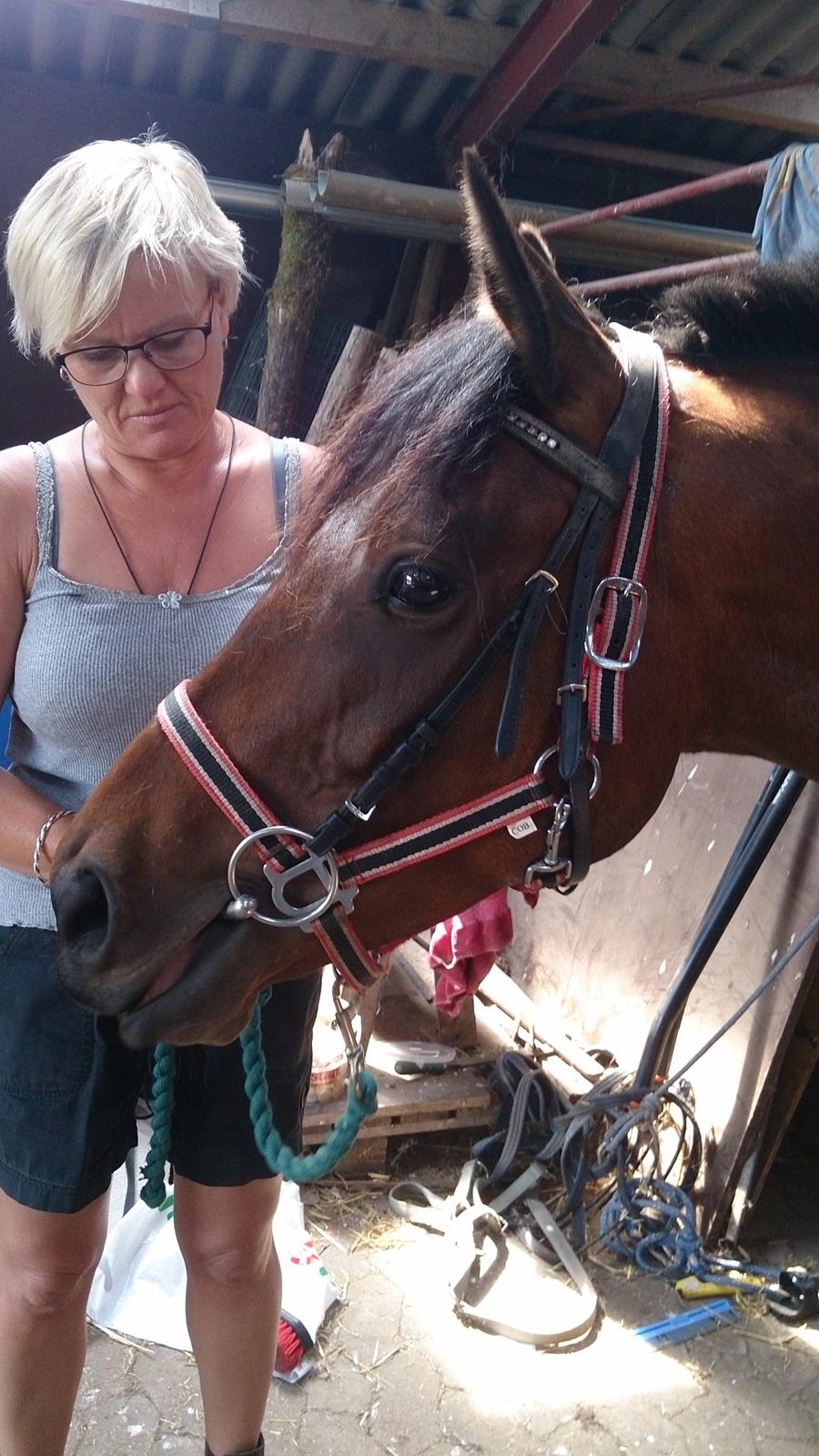 Fuldblod (XX) Our Diesi - første gang med hovedtøj på billede 3