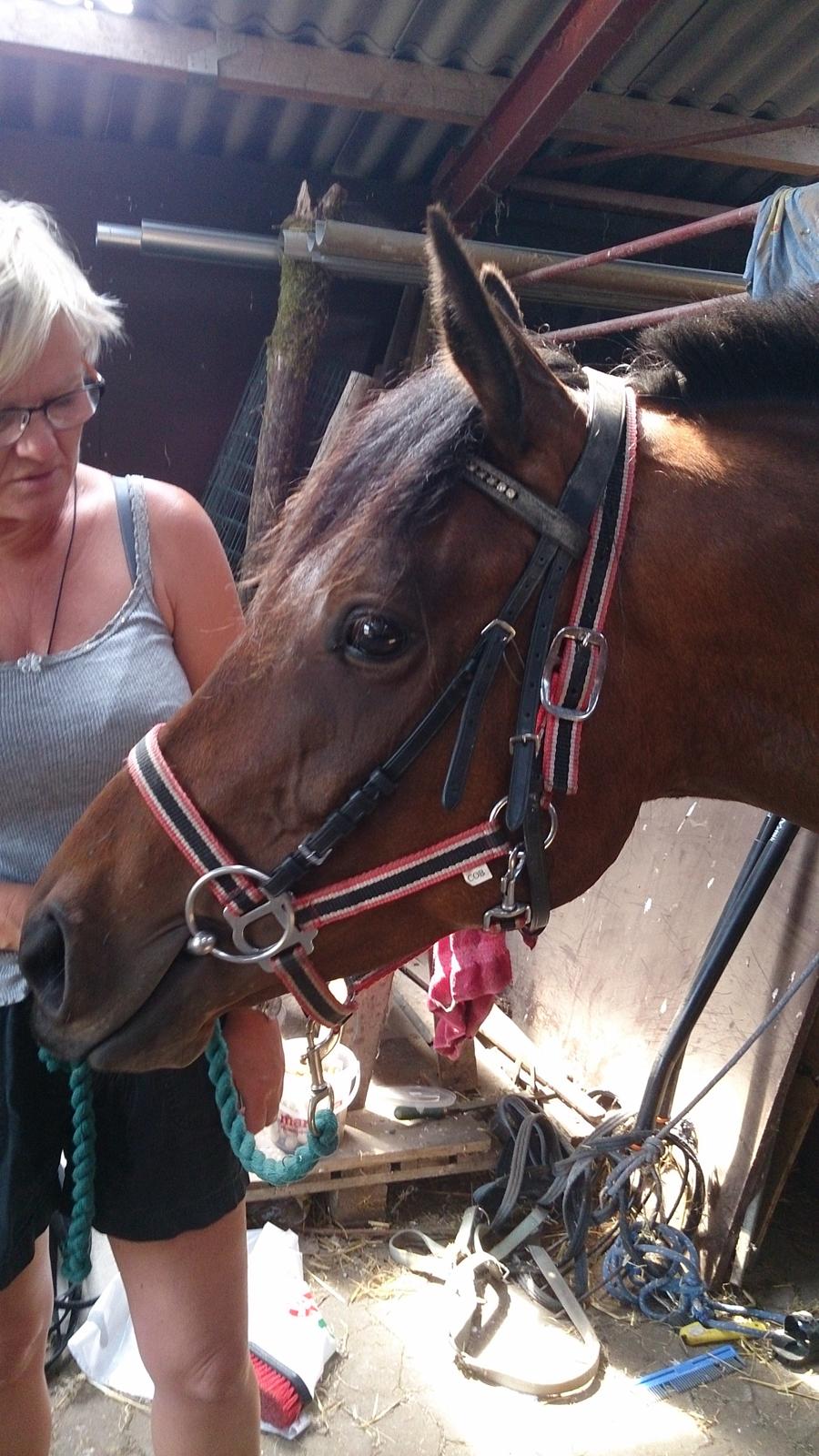 Fuldblod (XX) Our Diesi - første gang med hovedtøj på billede 4