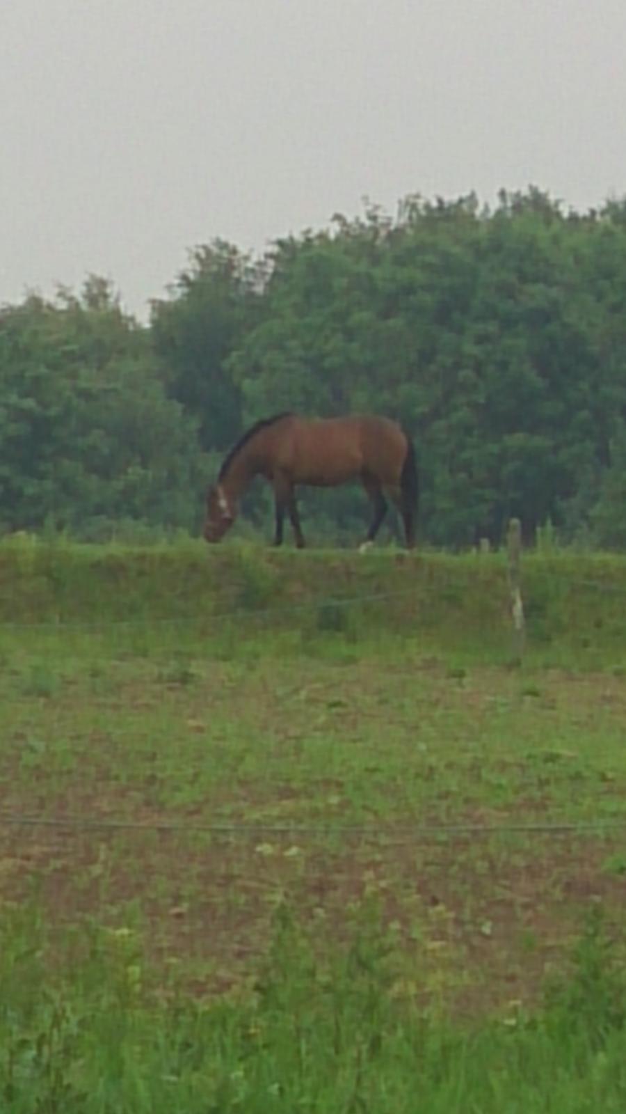 Fuldblod (XX) Our Diesi - jeg er ingen bjergged, jeg er en bjerghest:P billede 5