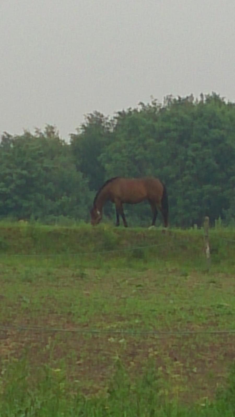 Fuldblod (XX) Our Diesi billede 6