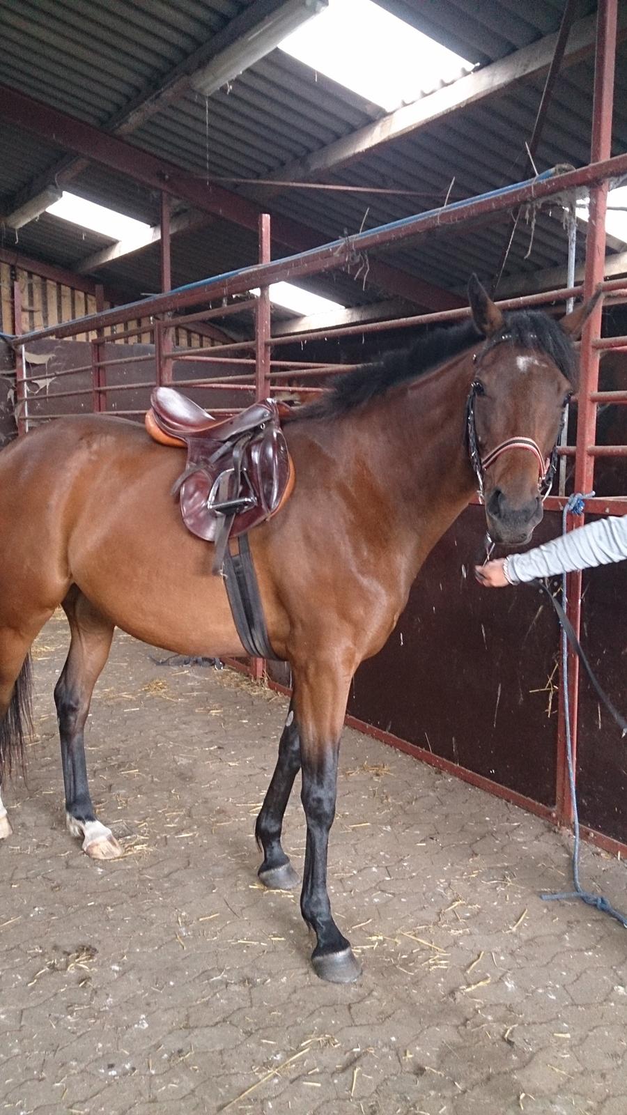 Fuldblod (XX) Our Diesi - anden gang med sadel på billede 7