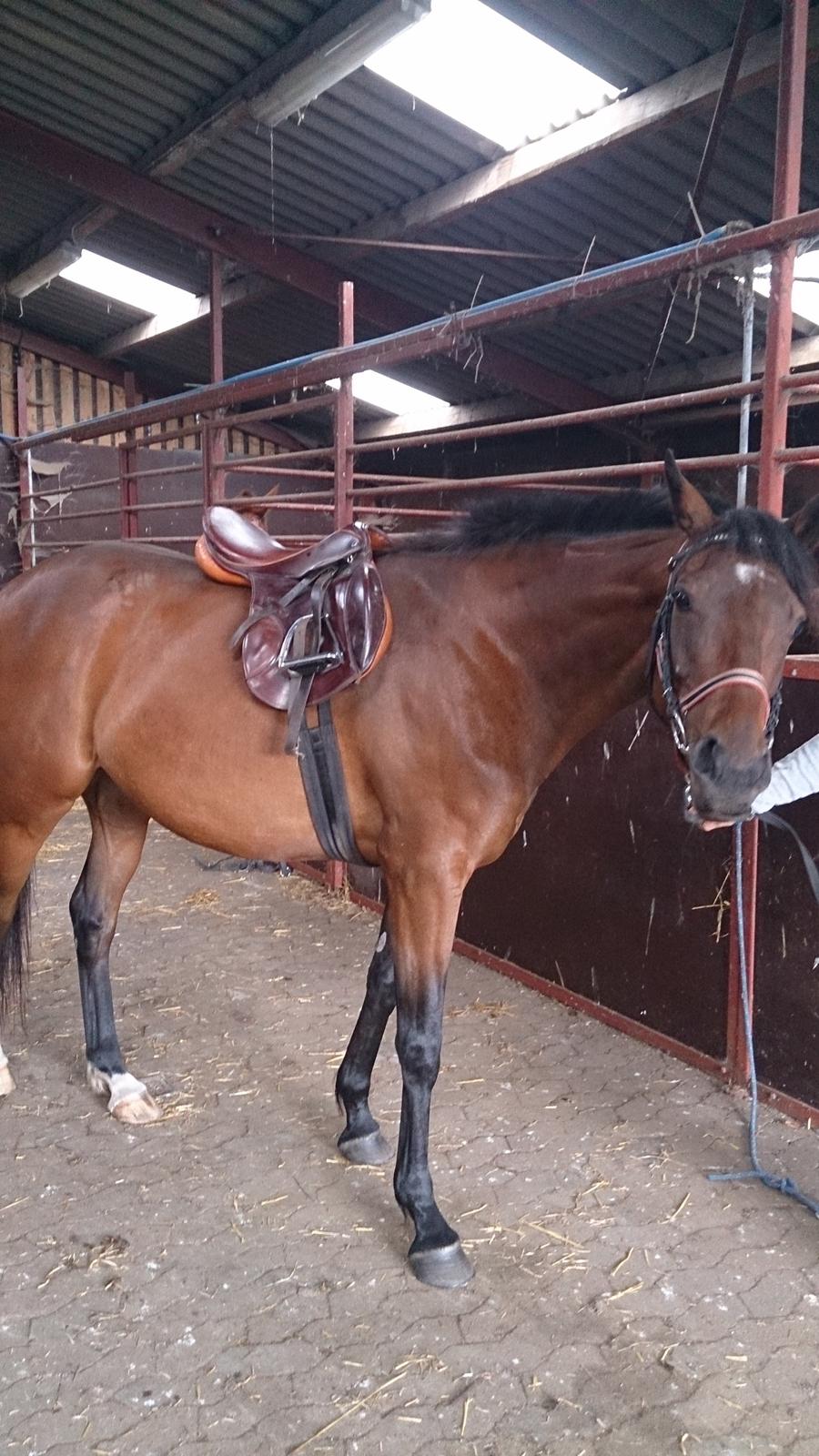 Fuldblod (XX) Our Diesi - anden gang med sadel på billede 9