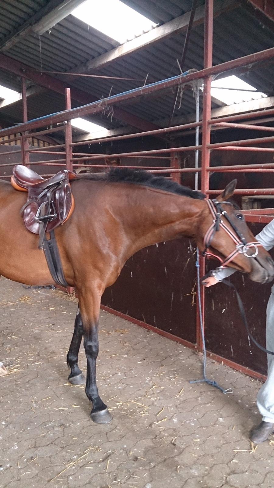 Fuldblod (XX) Our Diesi - anden gang med sadel på billede 10