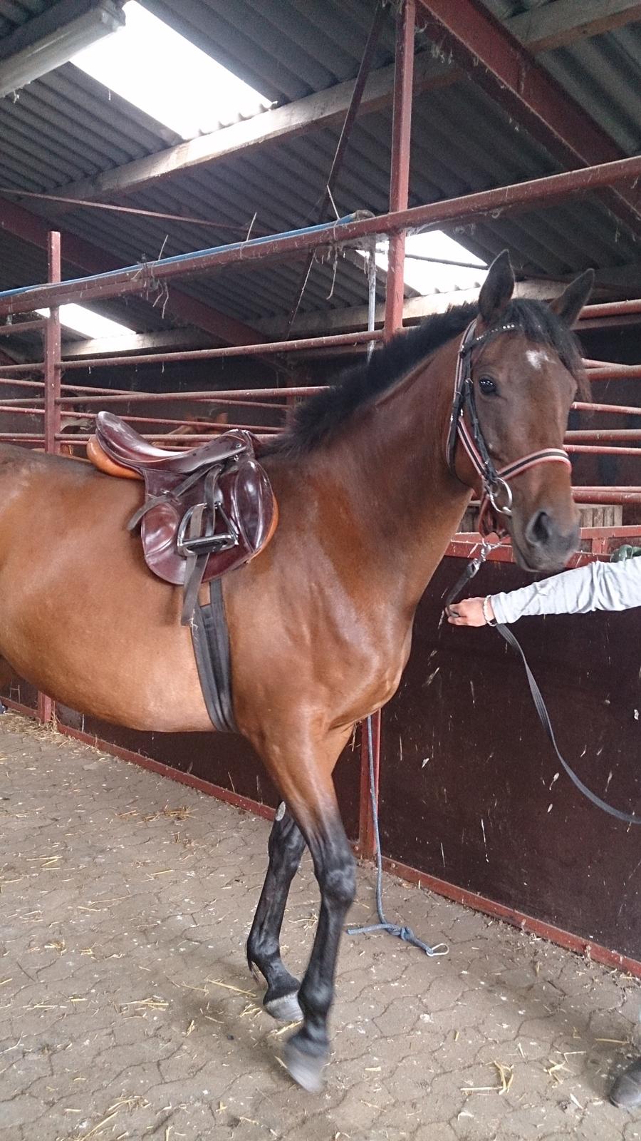 Fuldblod (XX) Our Diesi - anden gang med sadel på billede 11