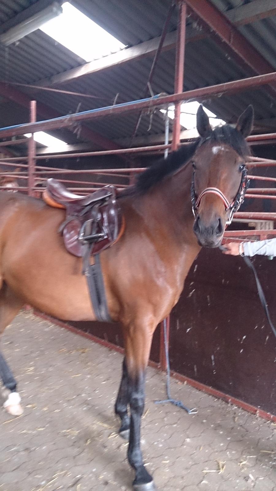 Fuldblod (XX) Our Diesi - 3. gang med hovedtøj og anden gang med sadel billede 8