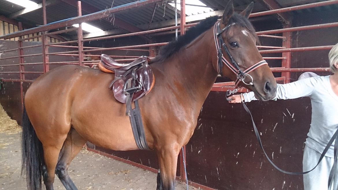 Fuldblod (XX) Our Diesi - anden gang med sadel på billede 12