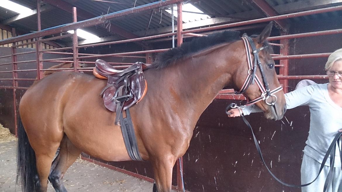 Fuldblod (XX) Our Diesi - anden gang med sadel på(: billede 13