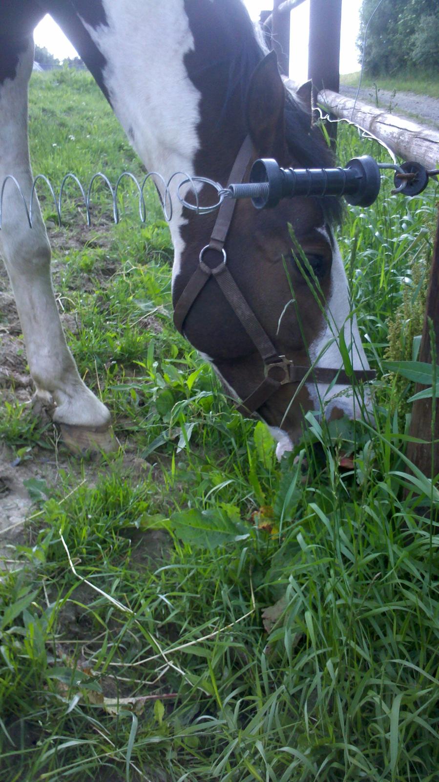 Pinto Hedens Landaz billede 11