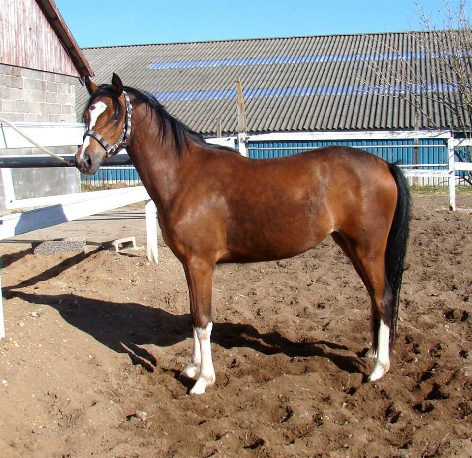 DSP Sweet Queen-Lau - Salgsbillede fra annoncen :) billede 5