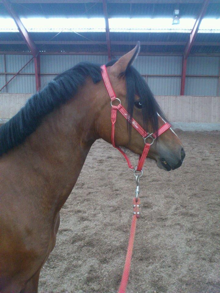 DSP Sweet Queen-Lau - Smuk ! billede 7