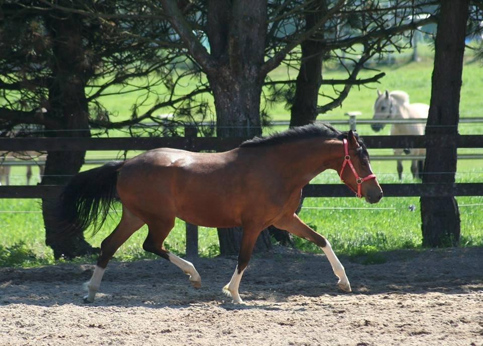 DSP Sweet Queen-Lau - Dagen hun blev mig! Jeg var bestemt ikke skuffet ;) billede 8