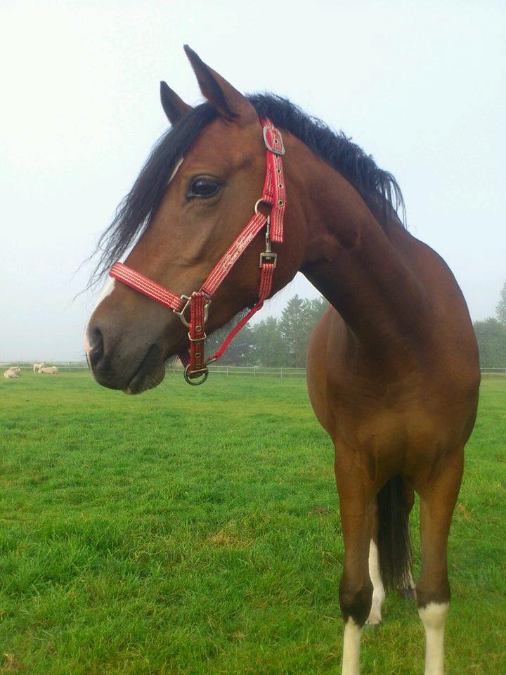 DSP Sweet Queen-Lau - Ude og sige godmorgen ! billede 12