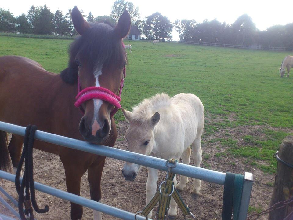 DSP Sweet Queen-Lau - Passer på følle :) billede 9