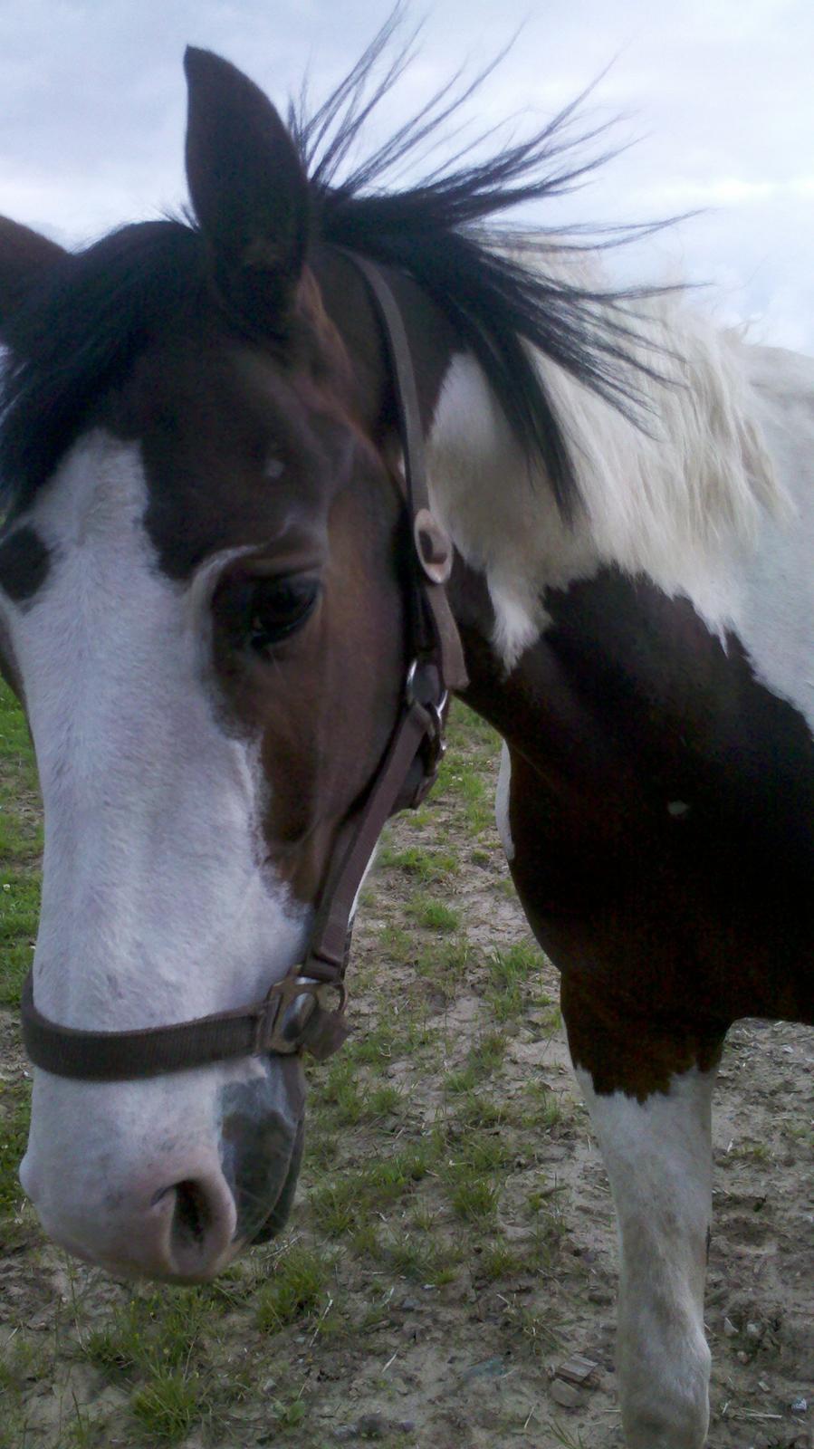 Pinto Hedens Landaz billede 15