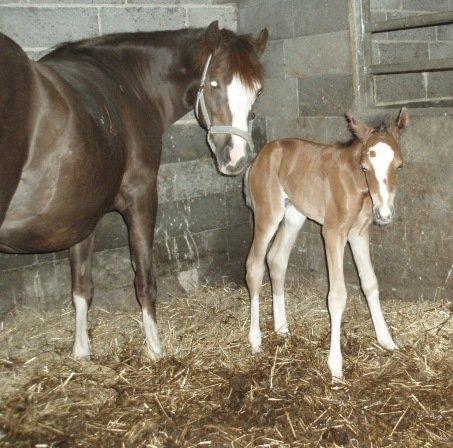 DSP Sweet Queen-Lau - Søde ! billede 10