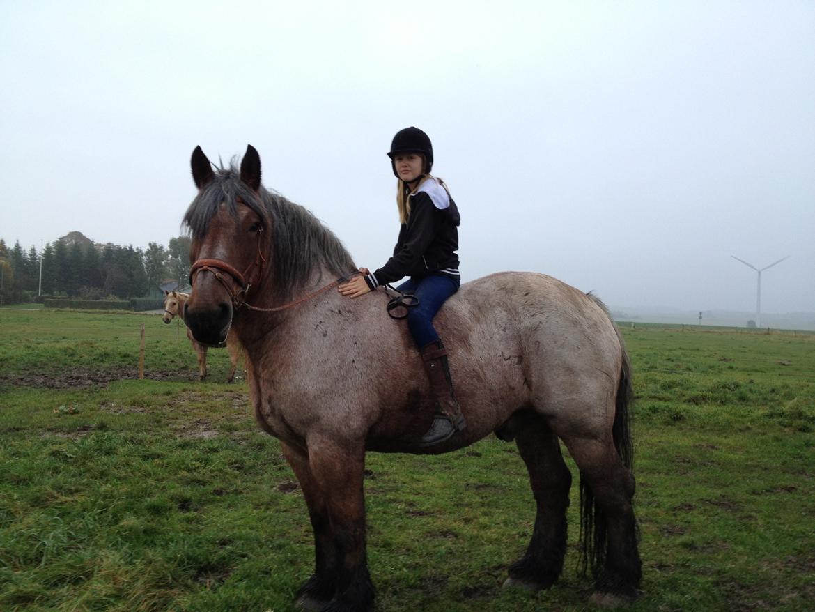 Belgier Klaus billede 11