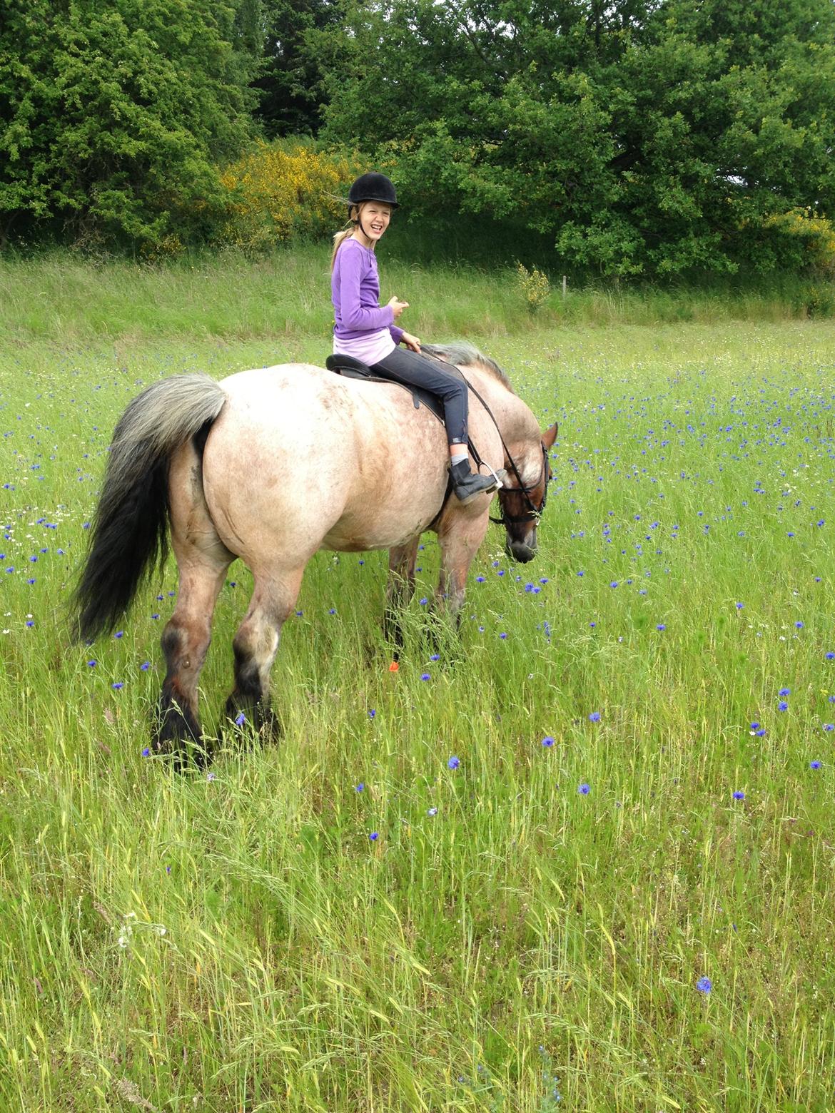 Belgier Klaus billede 13