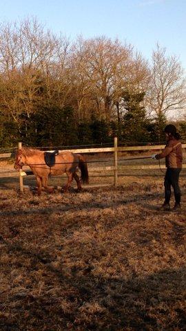 Islænder Baldur billede 14