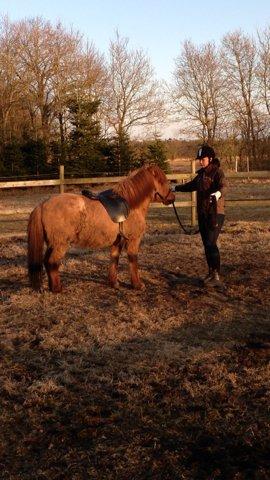Islænder Baldur billede 15