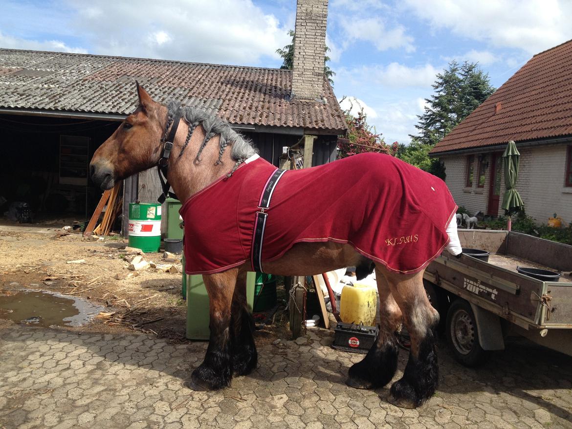 Belgier Klaus billede 14