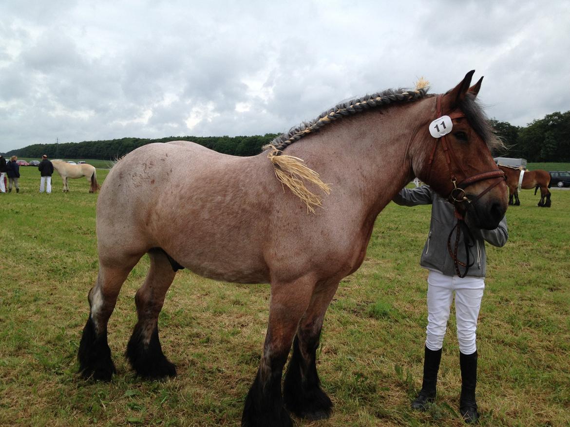 Belgier Klaus billede 15