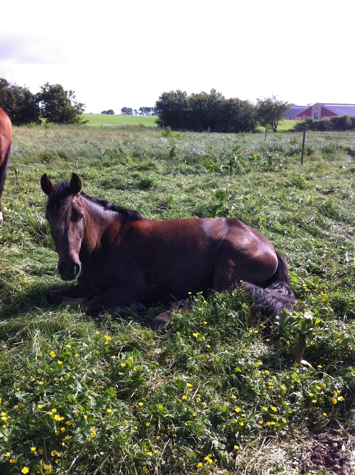 New Forest Elmholts Filicia - Filutten er gået kold sommeren 2013 ;-) billede 14