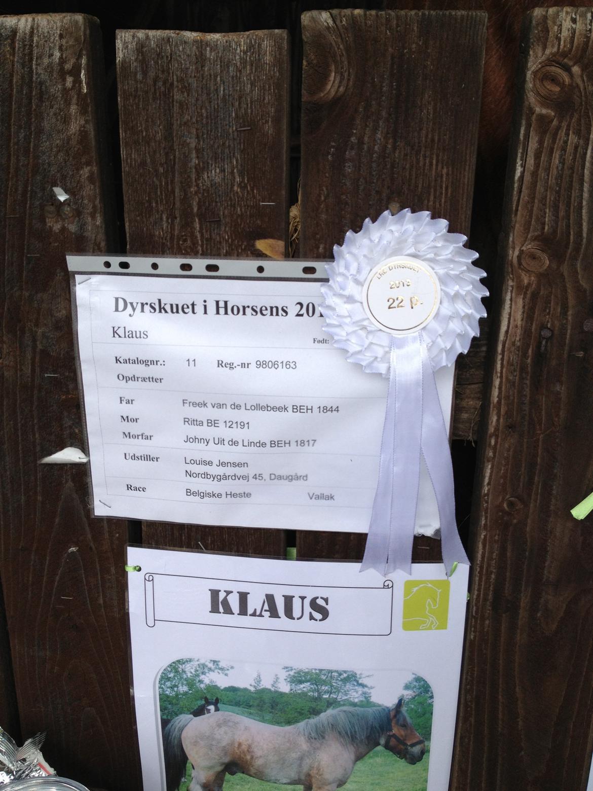 Belgier Klaus billede 16