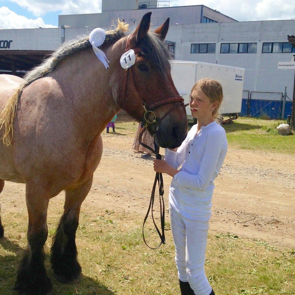 Belgier Klaus billede 17