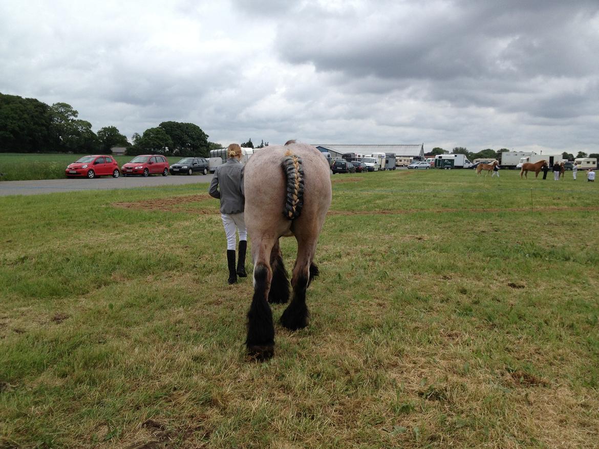 Belgier Klaus billede 18