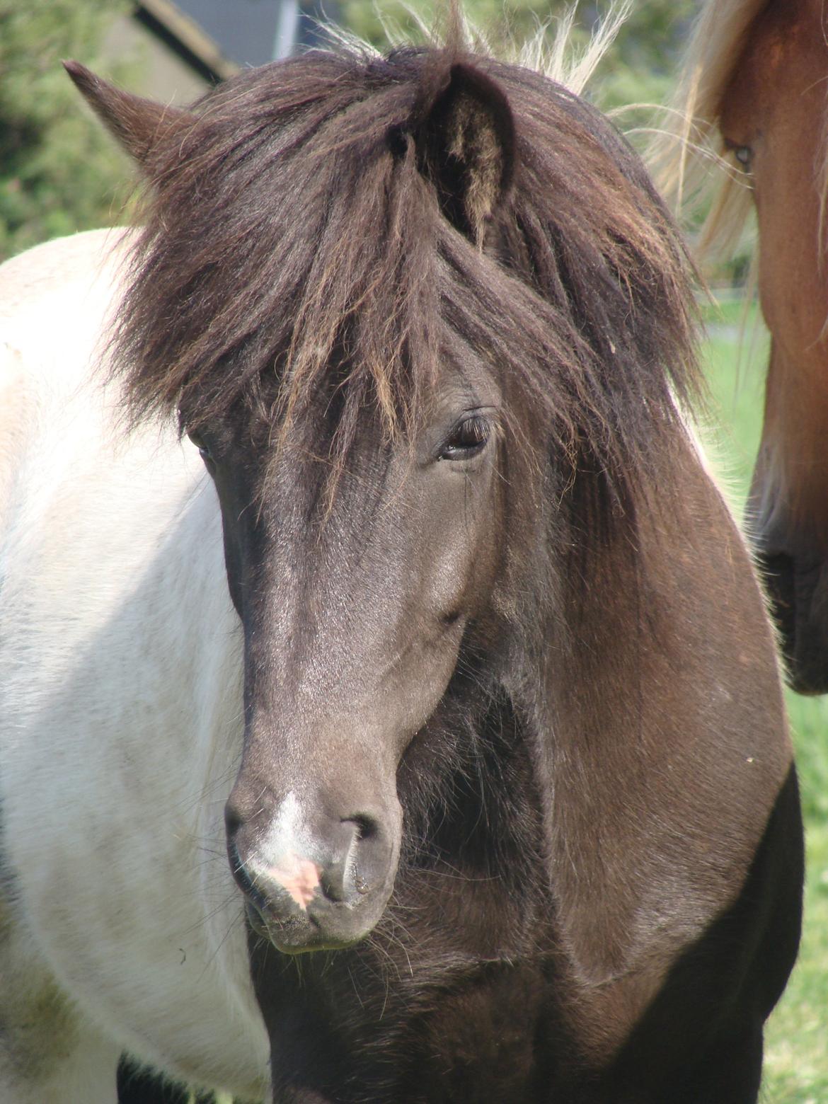 Islænder Hetta fra Stårup - smukke Hetta 4år gammel billede 2