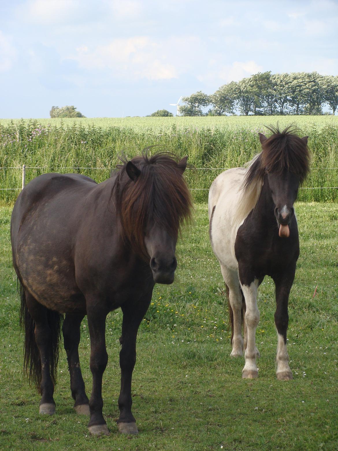 Islænder Hetta fra Stårup - Hetta og Vaka billede 8