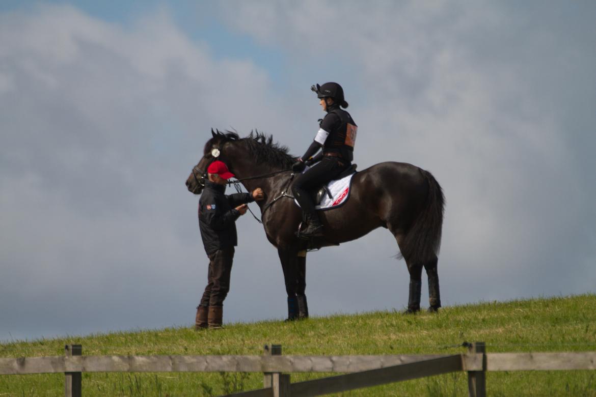 Dansk Varmblod Stærebogårds Ajour - Får lige en snak med nedtælleren ved startboksen :=) billede 6